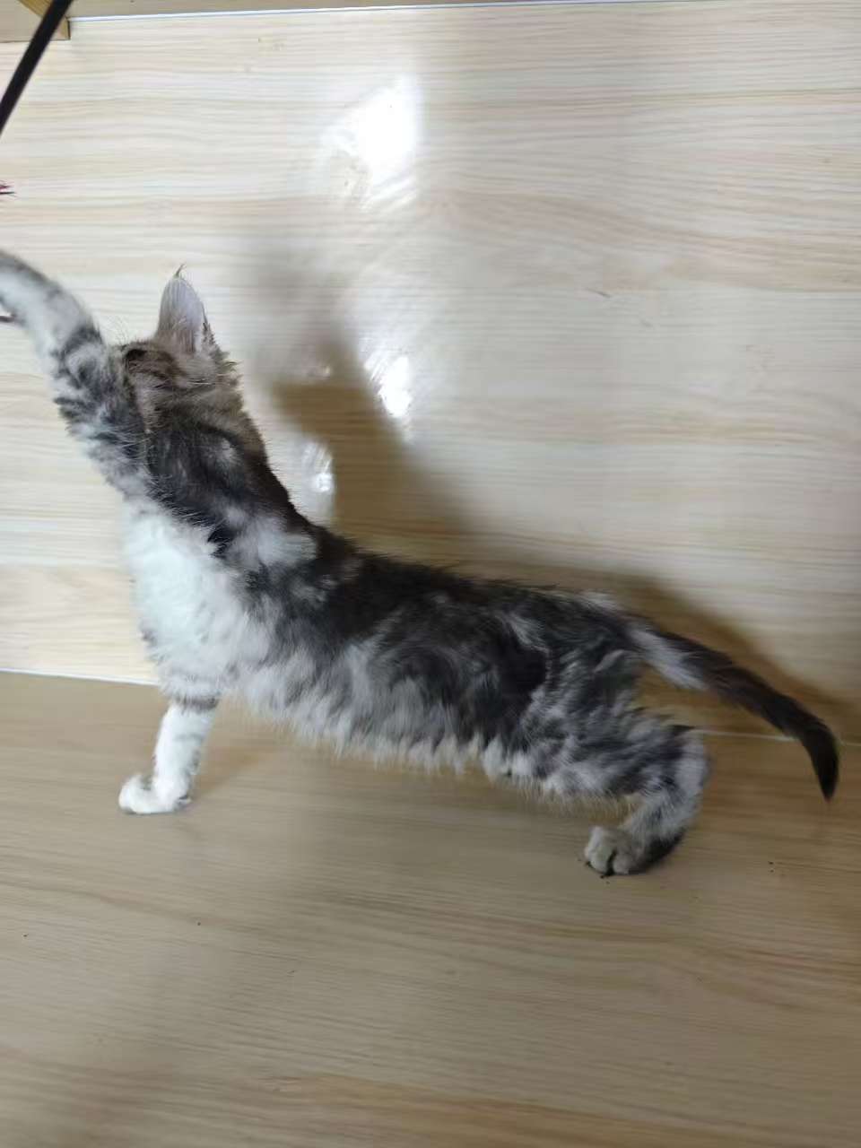 银虎缅因弟弟,宠物级,品相一般